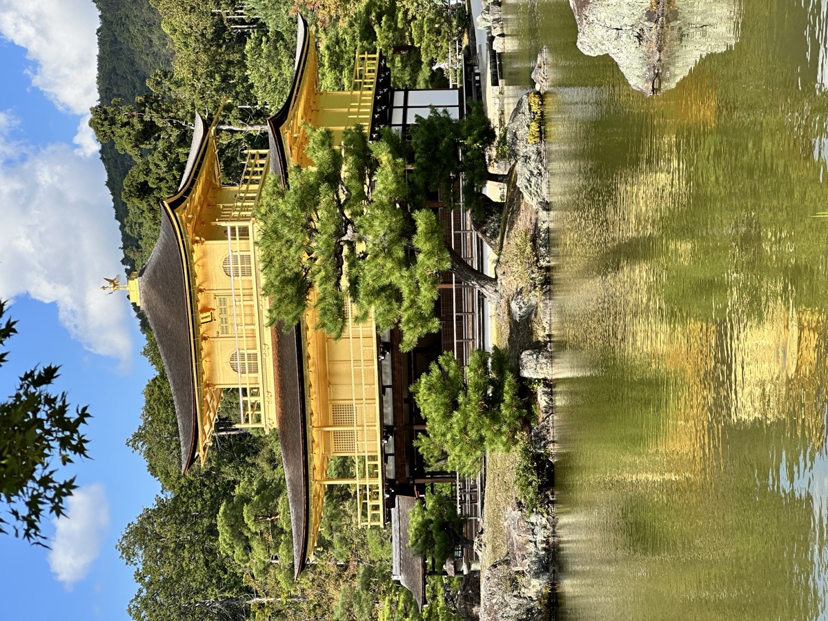 Torii gates en santuario